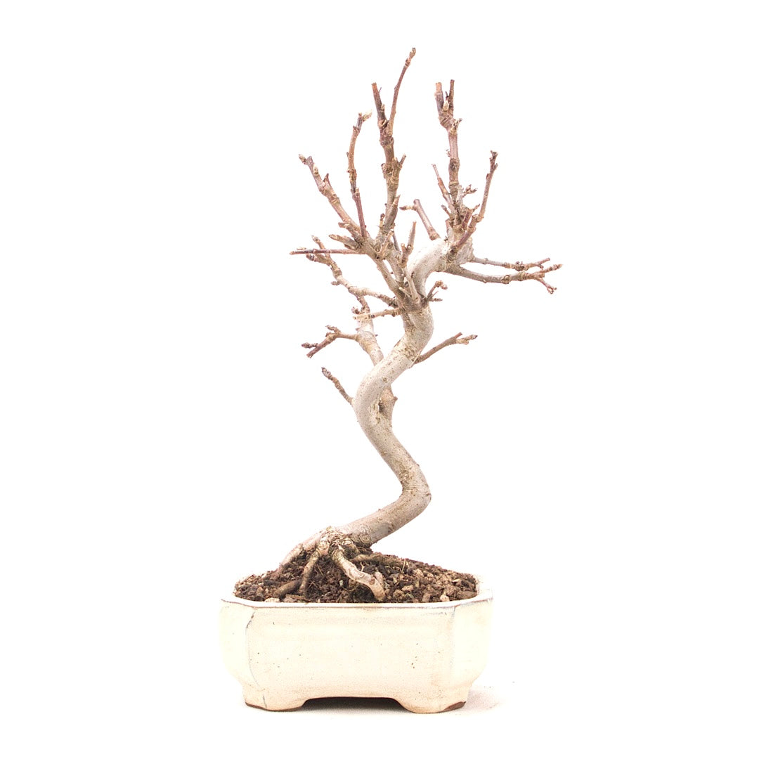 Zierapfel 'Malus spec.'